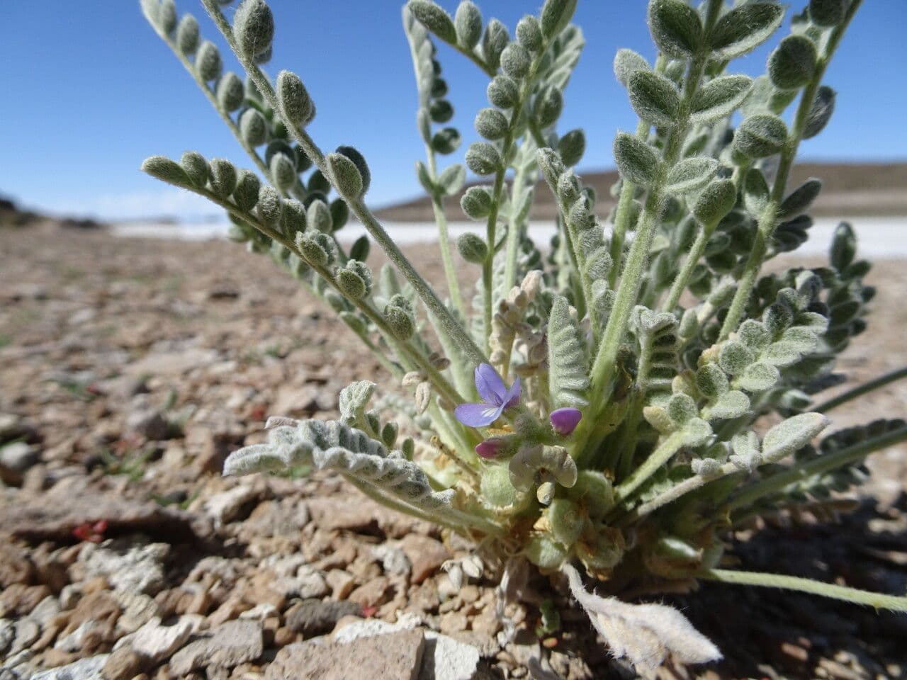 Astragalo 3