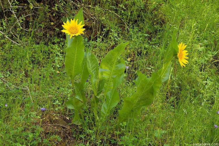 Wyethia helenioides 11