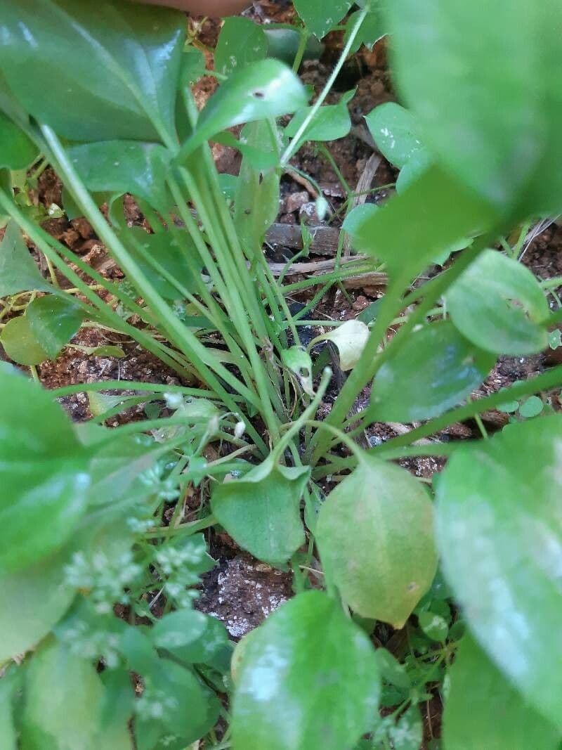 Calla di palude 21