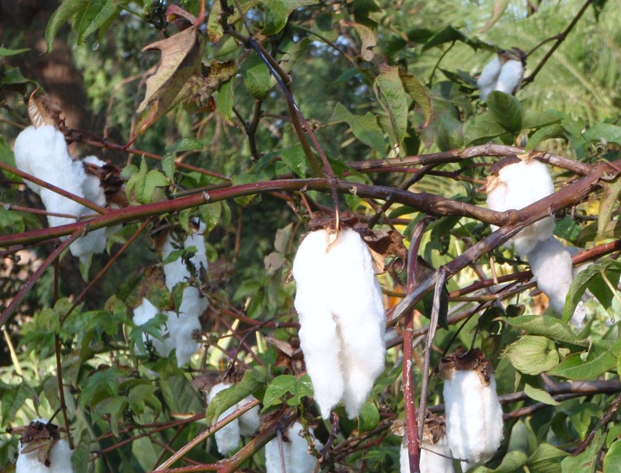 Cotone arabo 11