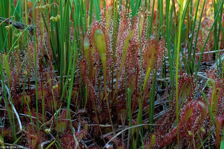Drosera anglica 12