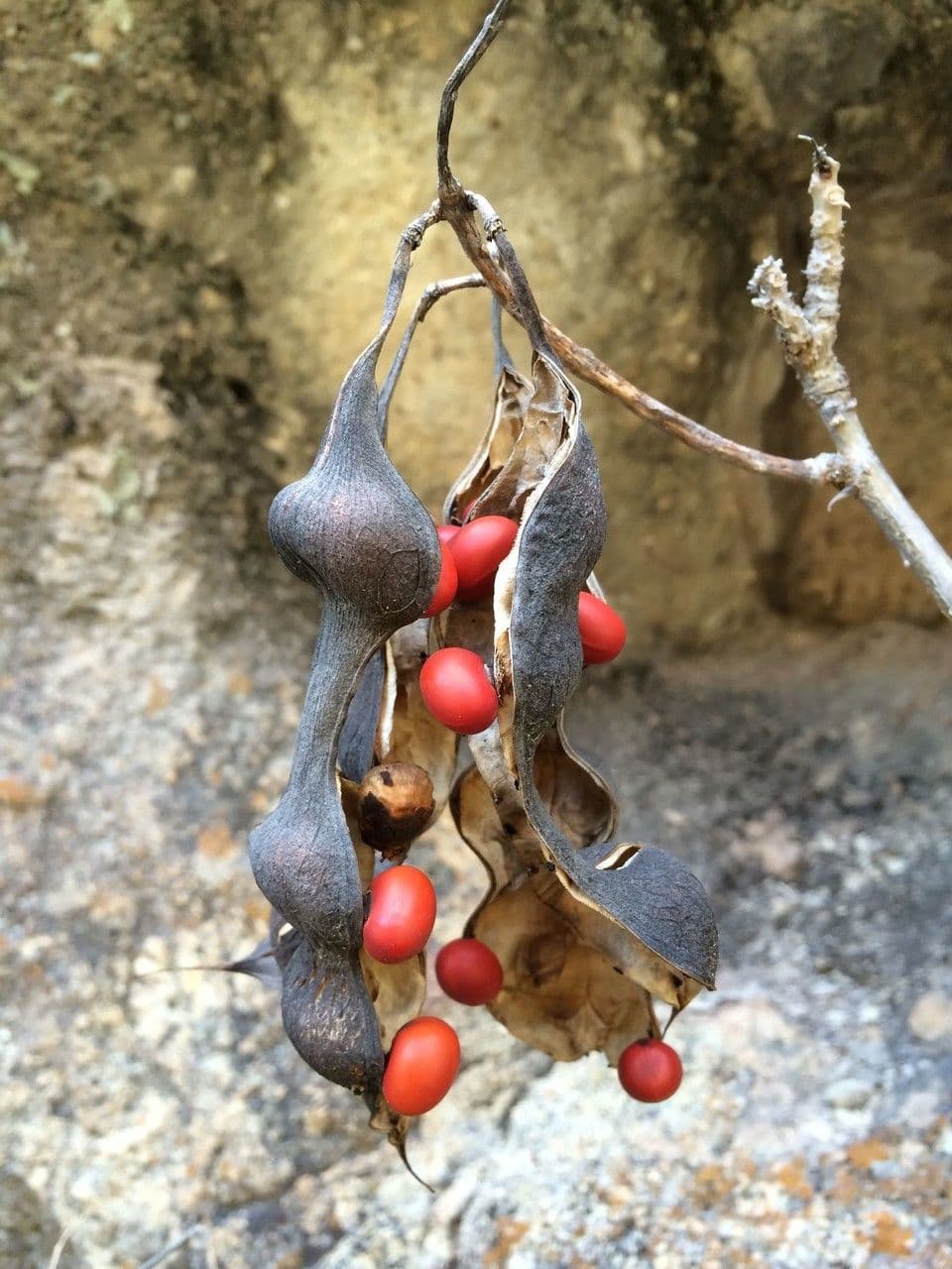 Erythrina 5