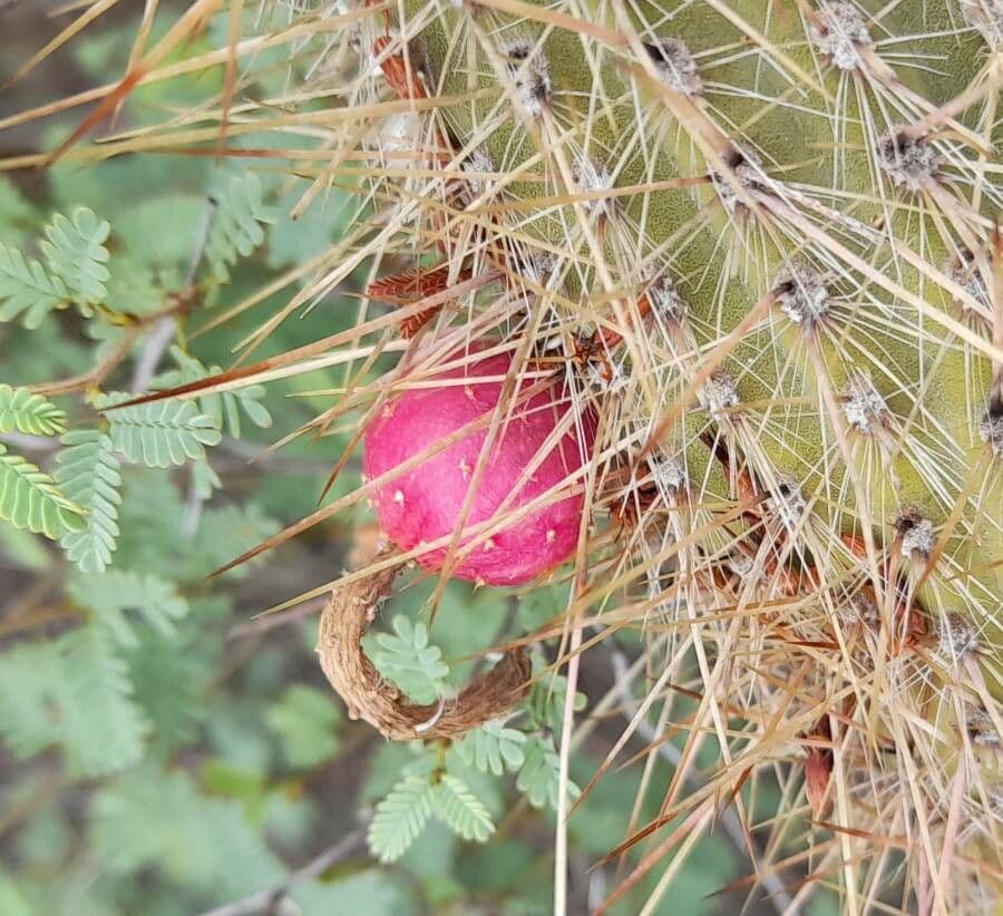 Cactus di Baumann 4