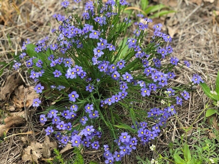 Blaublüten 4