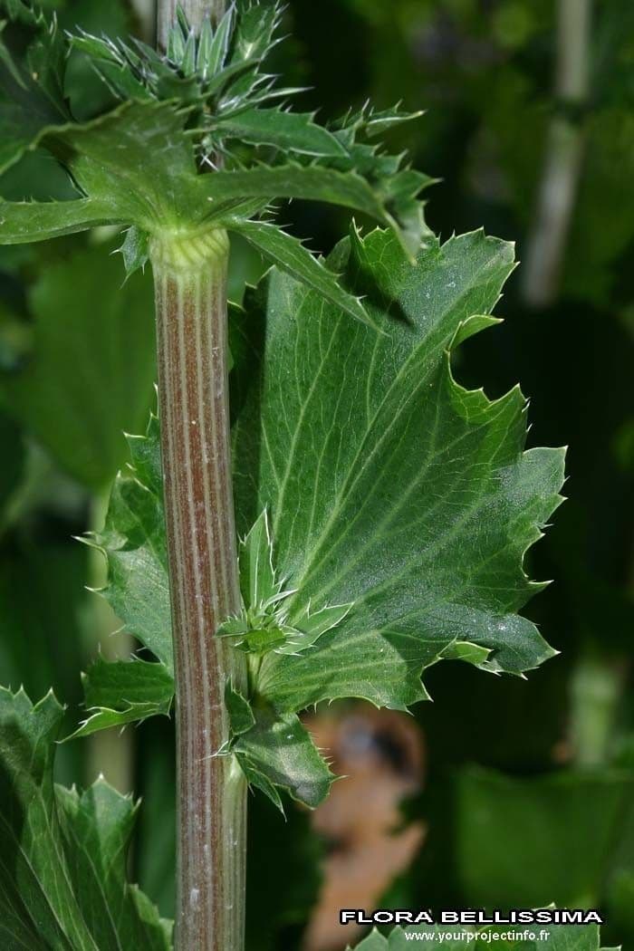 Edeldistel 23