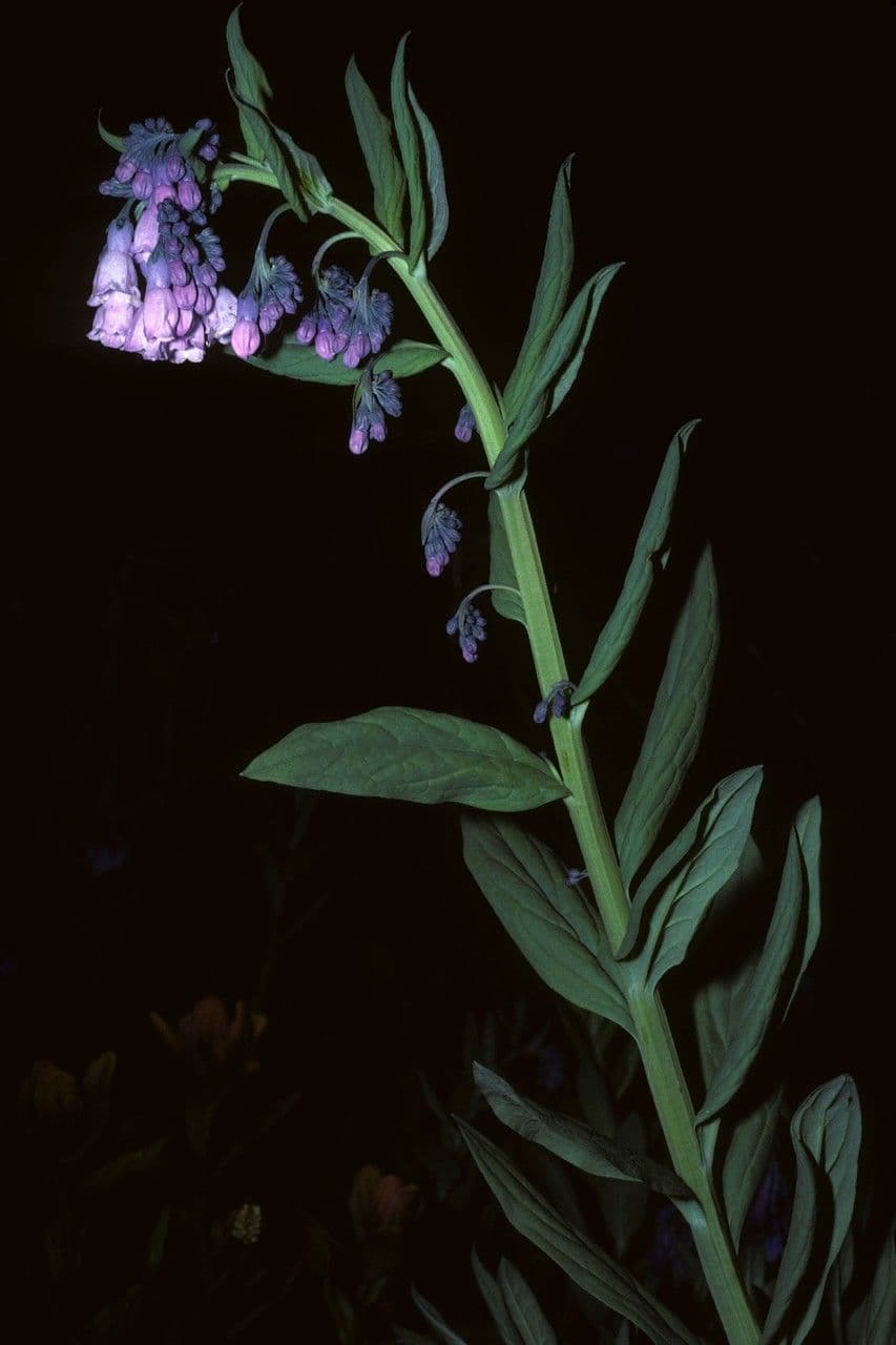 Mertensie arizonská 3