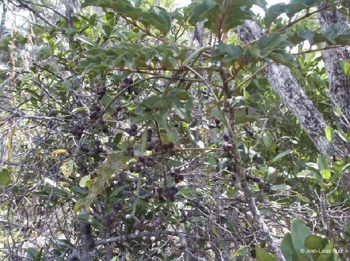 Polyscias 10