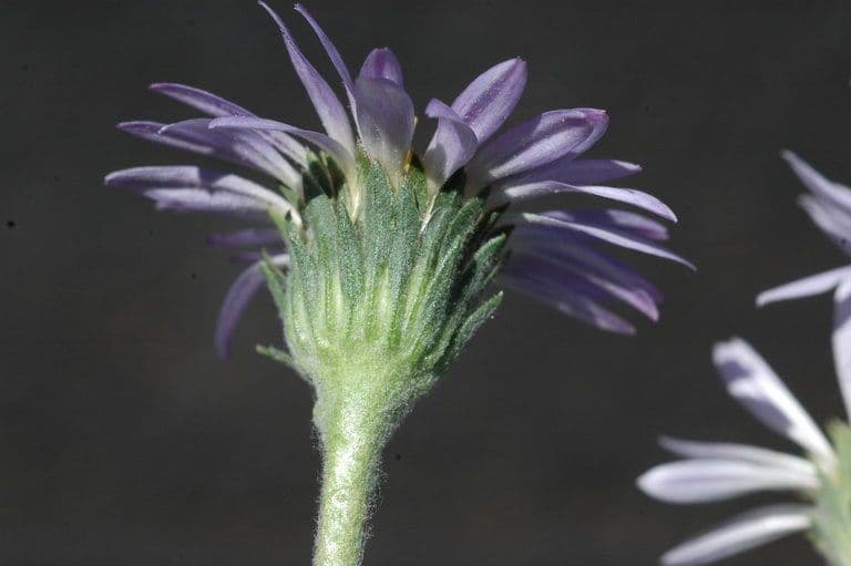 Oreostemma 5