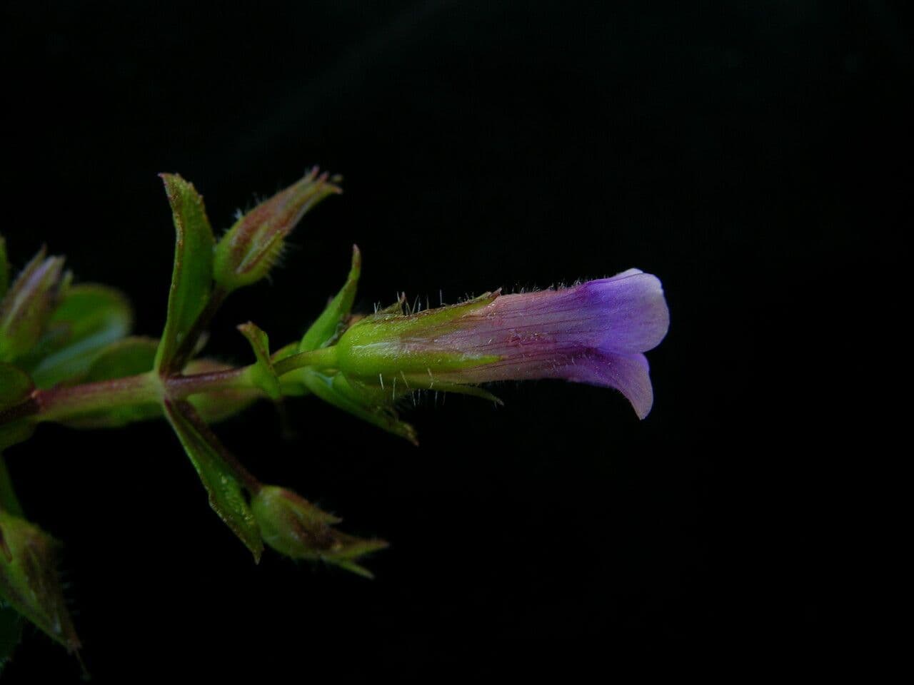 Limnophila 5