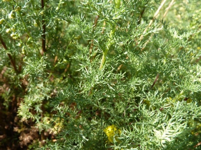 Bylica rumiankolistna 11
