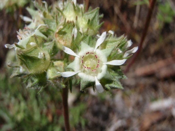 Horkelia tridentata 5