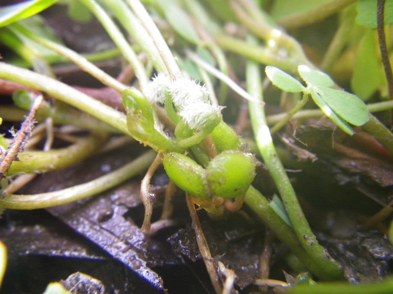 Marsilea minuta 5