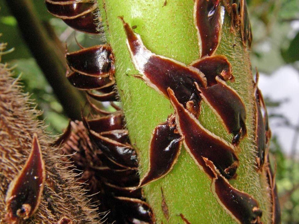 Cyathea bicrenata 20