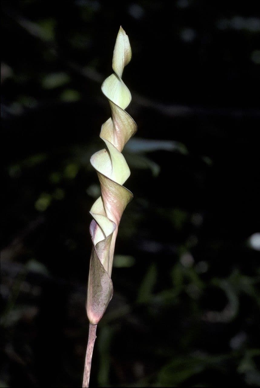 Anaphyllopsis