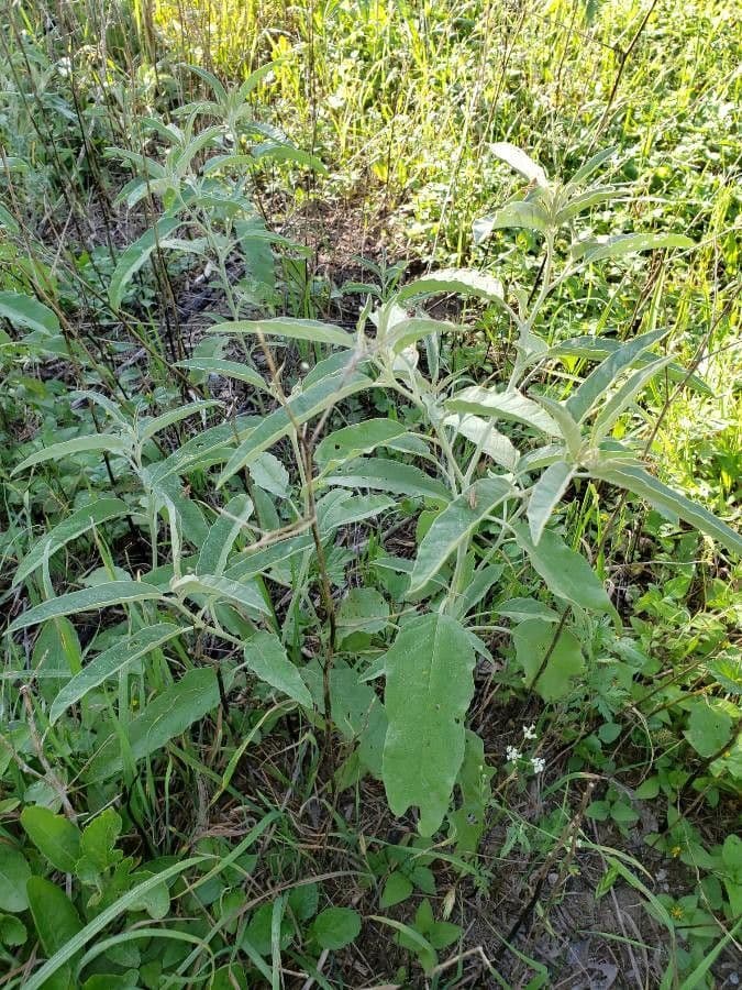 Solanum hindsianum 17