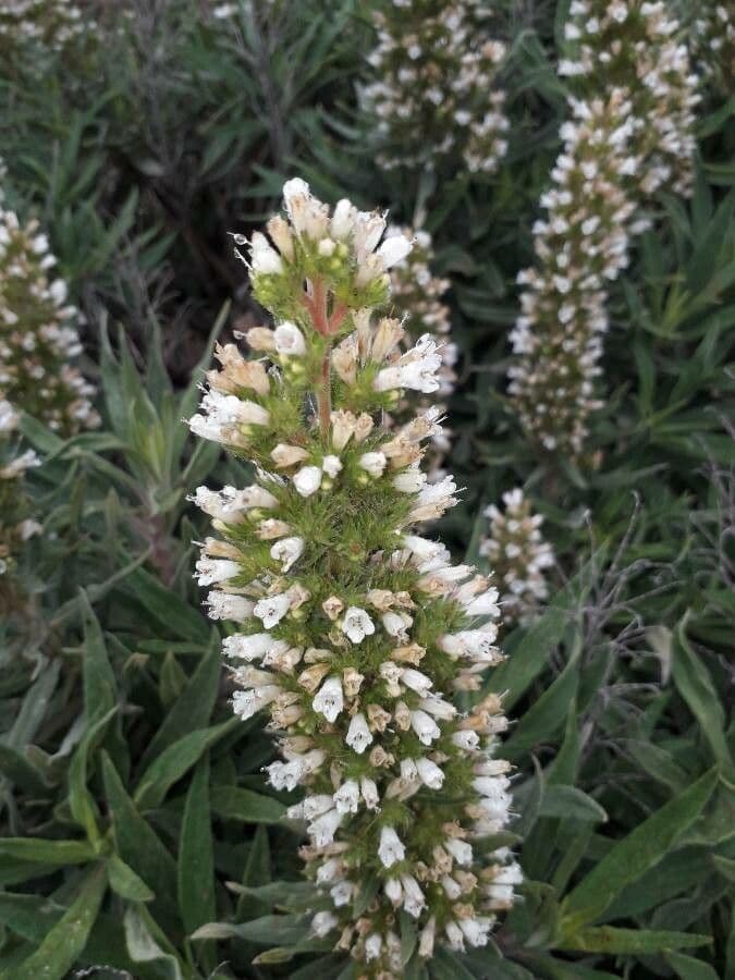 Echium 6