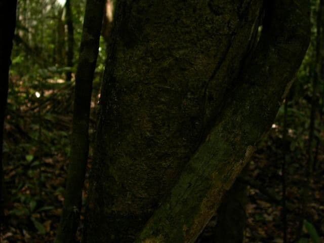 Drüsen-Hirtella 9