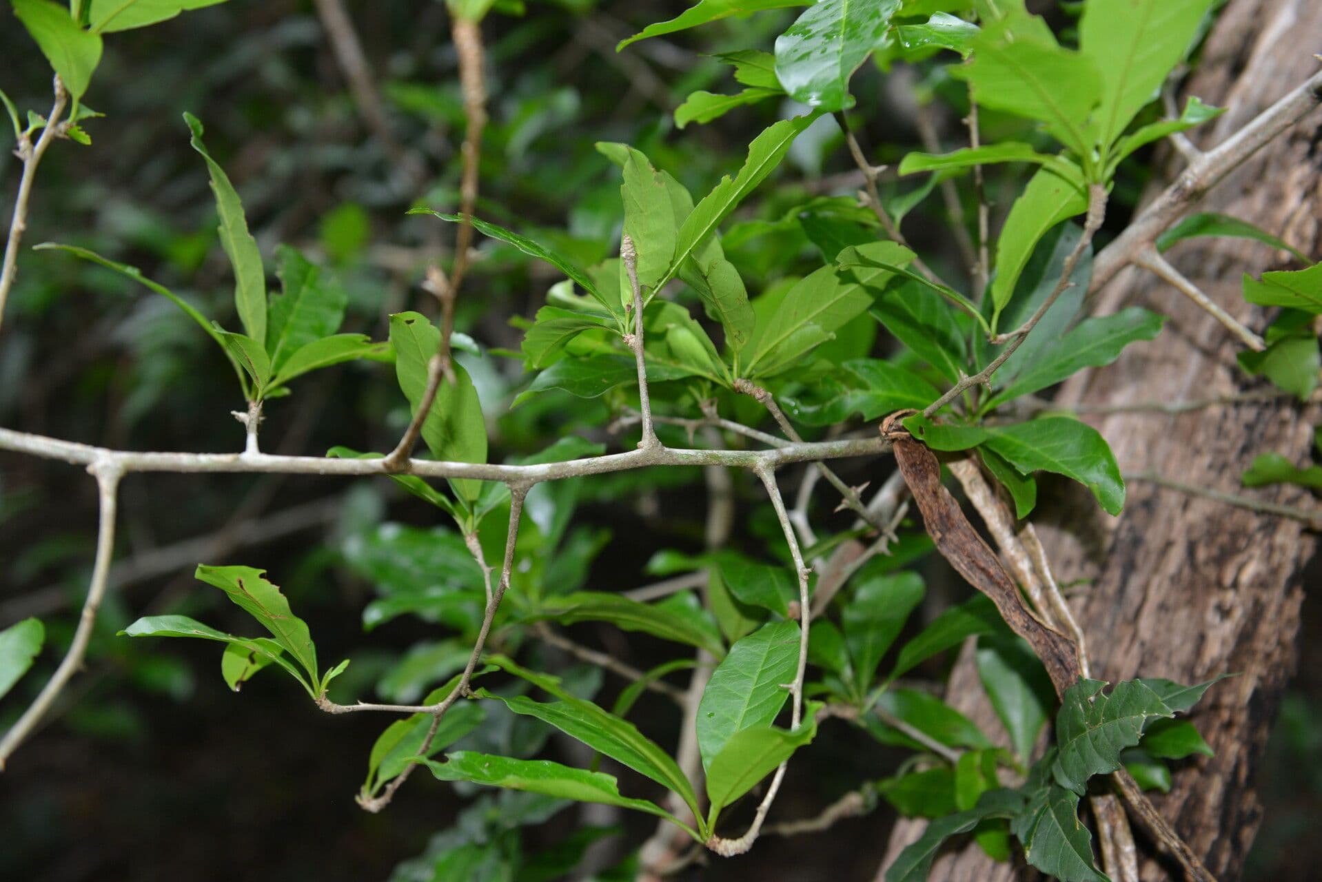 Rochefortia 11