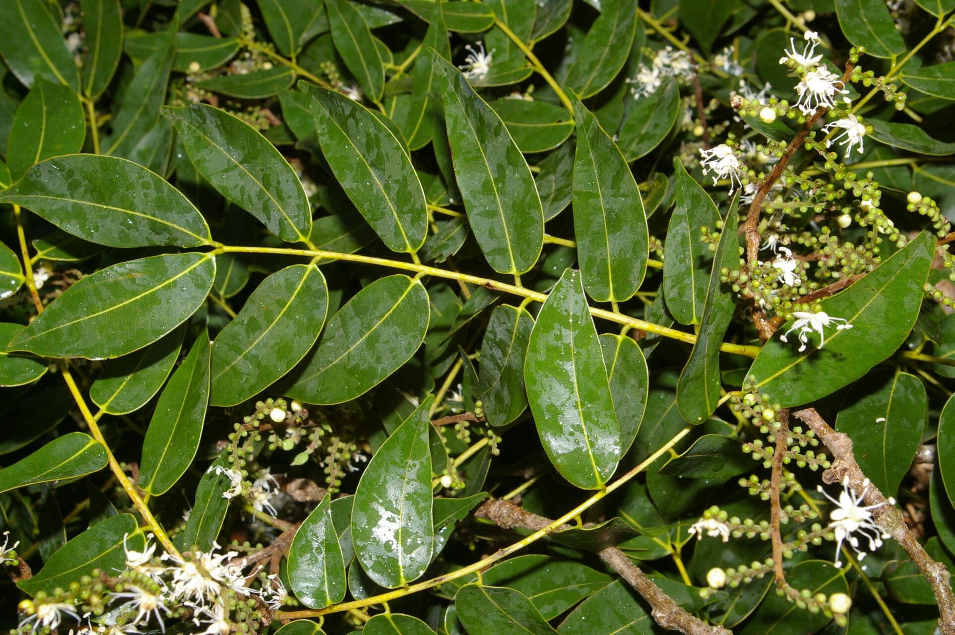 Copaiba 11