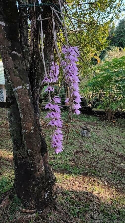 Dendrobium 5