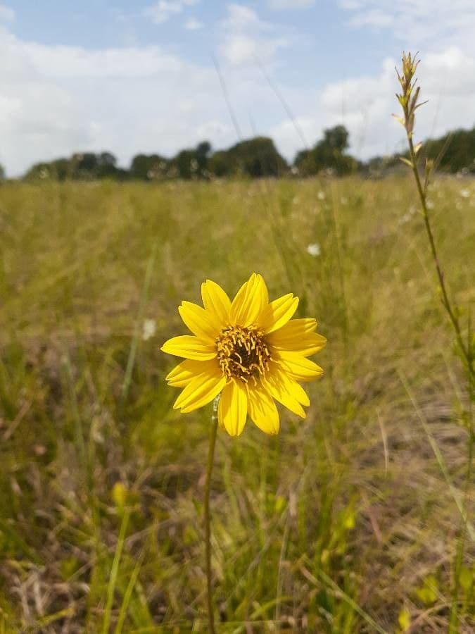 Wyethia 6