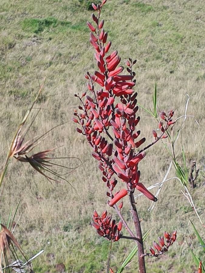Aloe 2