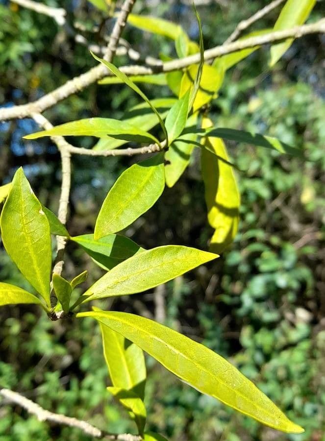 Tabernaemontana catharinensis 15