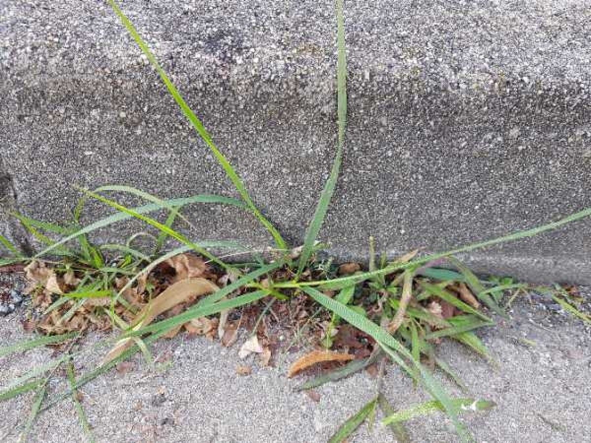 Festuca falascona 13