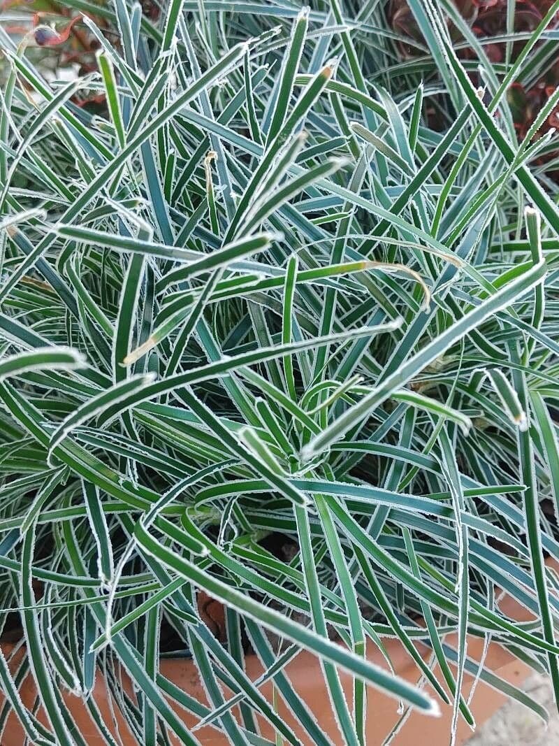 Ficinia troncata