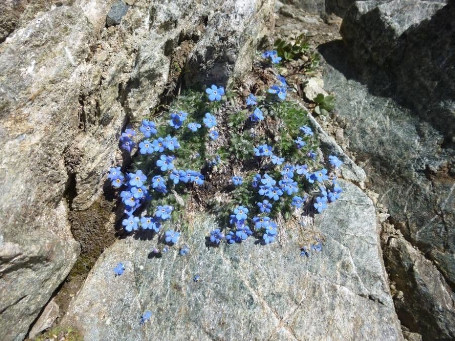 Eritrichium nanum 4