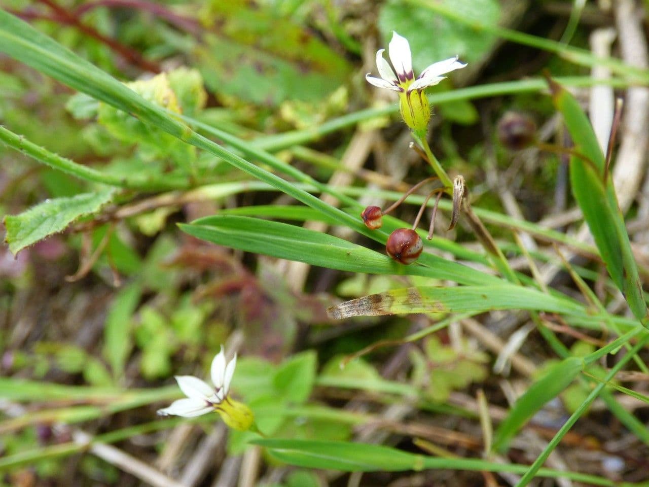 Sisyrinchium micranthum 13