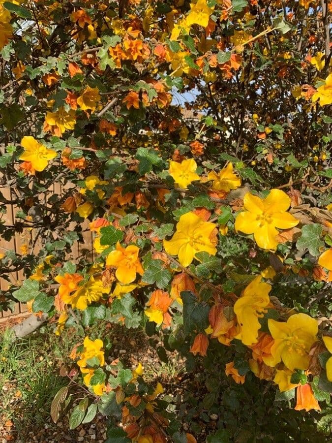 Fremontodendron 5