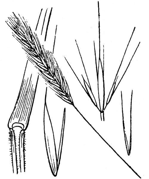 Roggen-Gerste 22