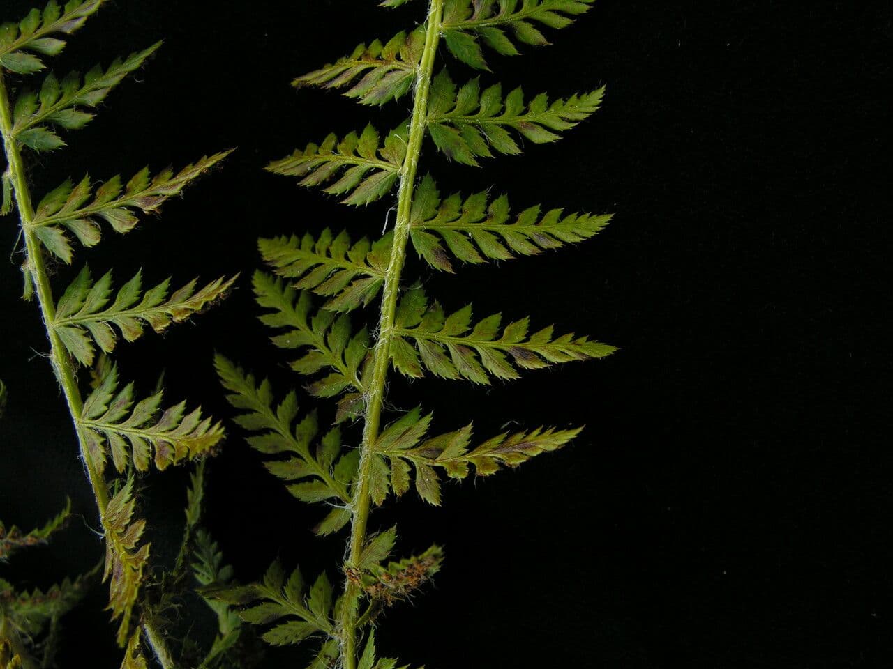 Polystichum 3