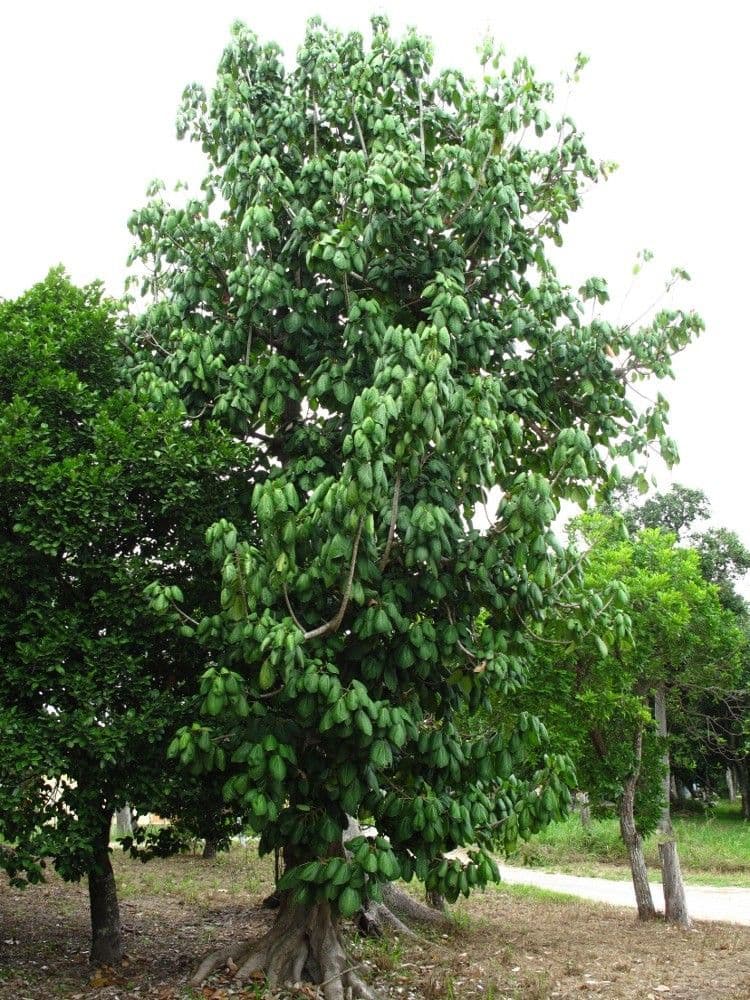 Geknöpfte Acropogon 14