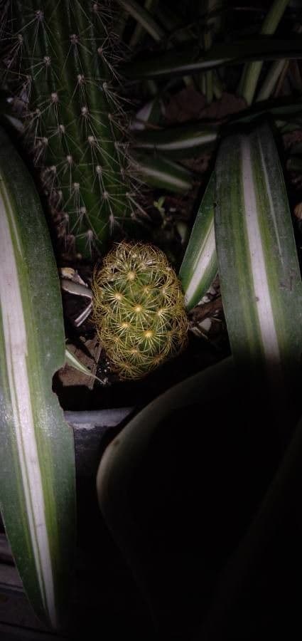 Cactus stella dorata 23