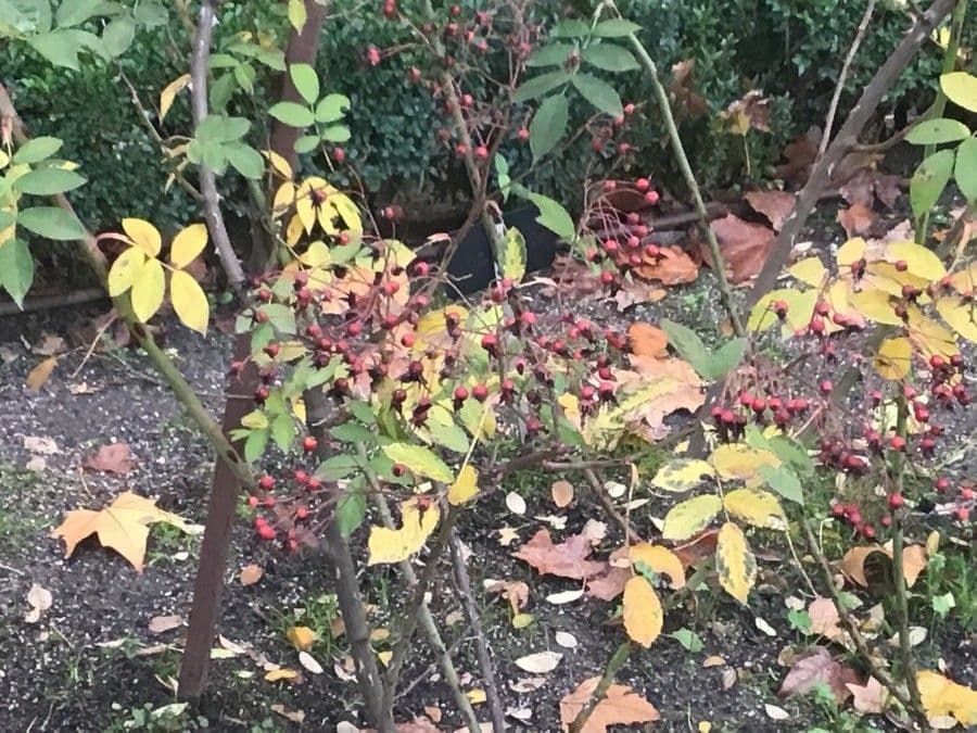 Rosa