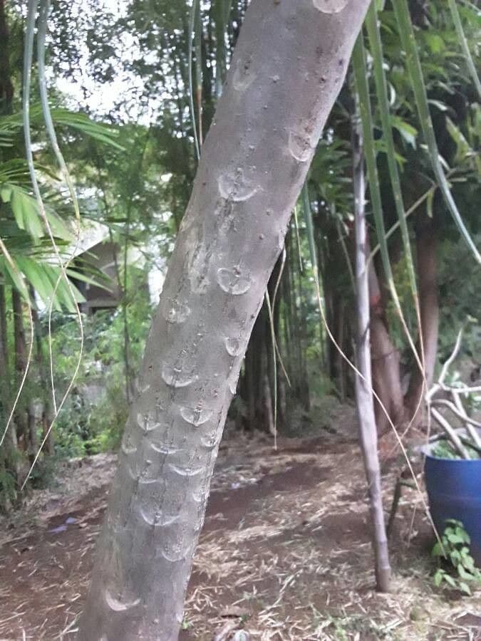 Frangipani 19