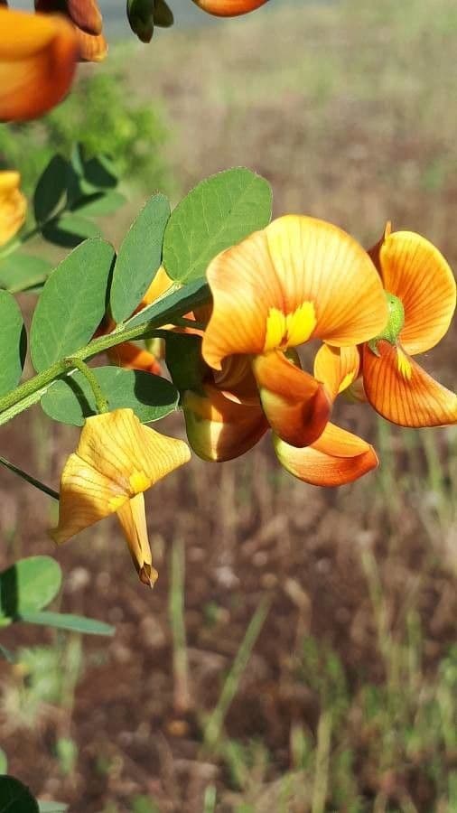 Vescicaria orientale 6