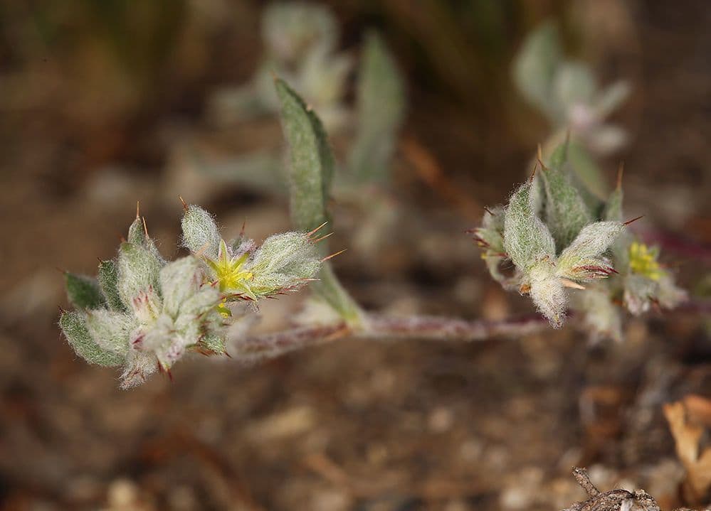 Hollisteria lanata 2