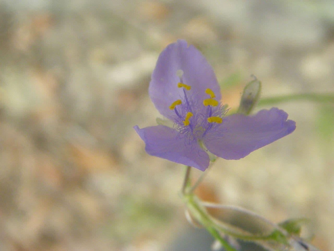 Wanderblume 3