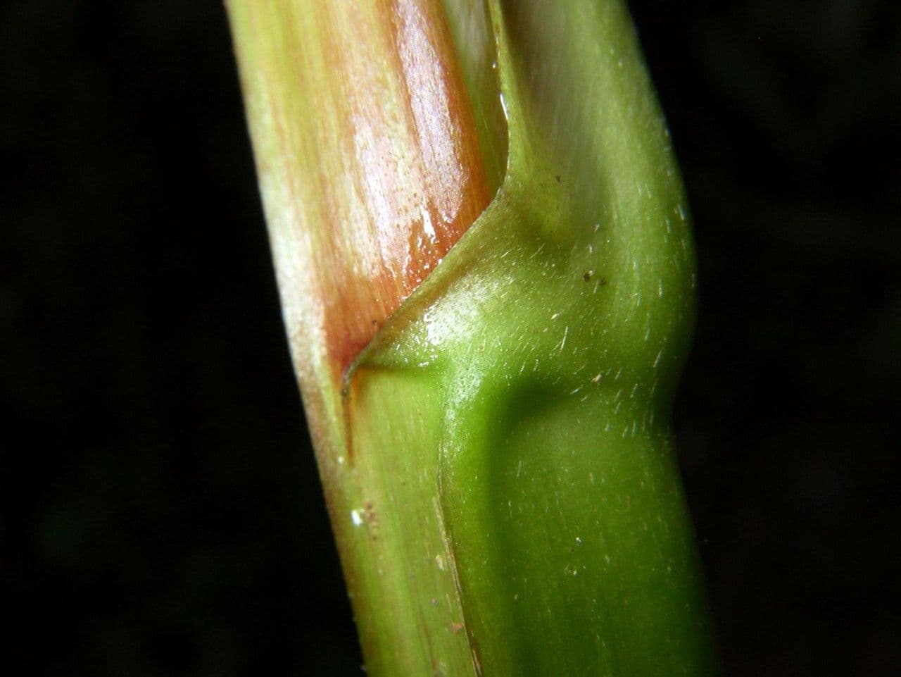 Pinzona coriacea 10