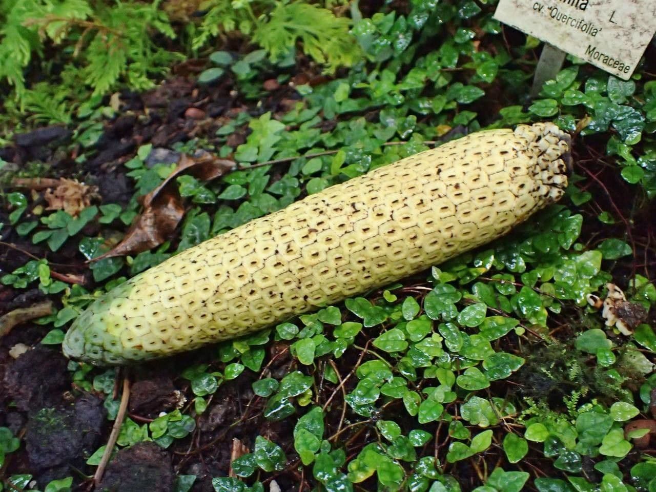 Anthurium