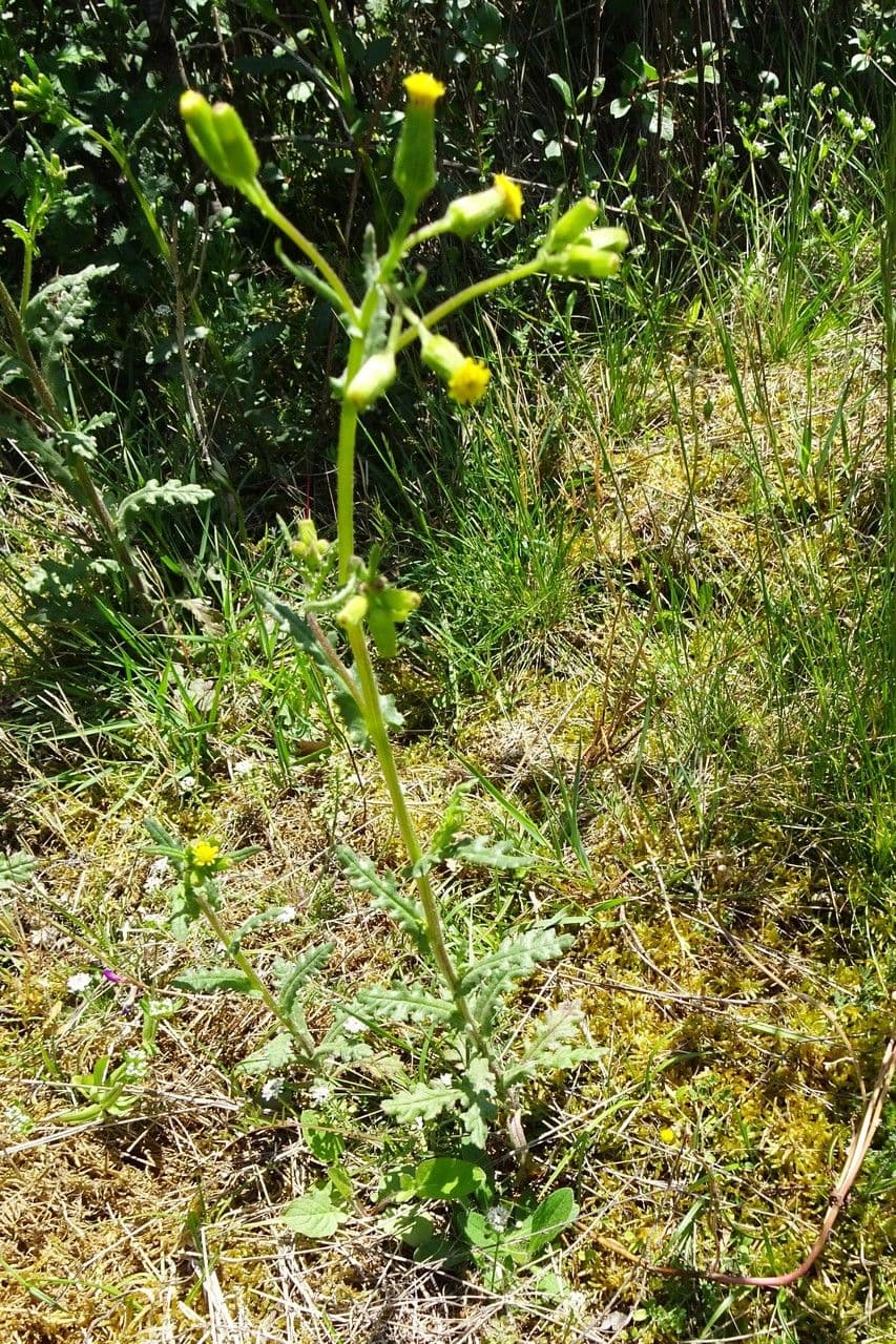 Senecio livido 9