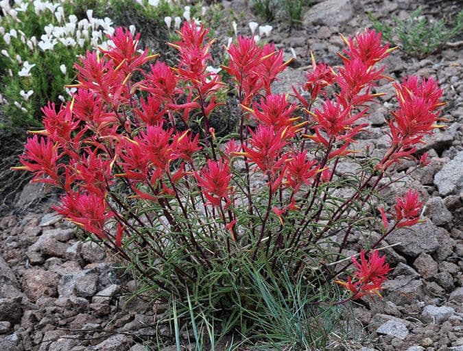 Penstemon-Penstemon 7
