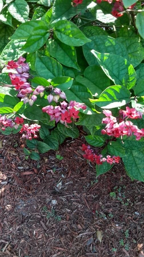 Clerodendro splendente 3