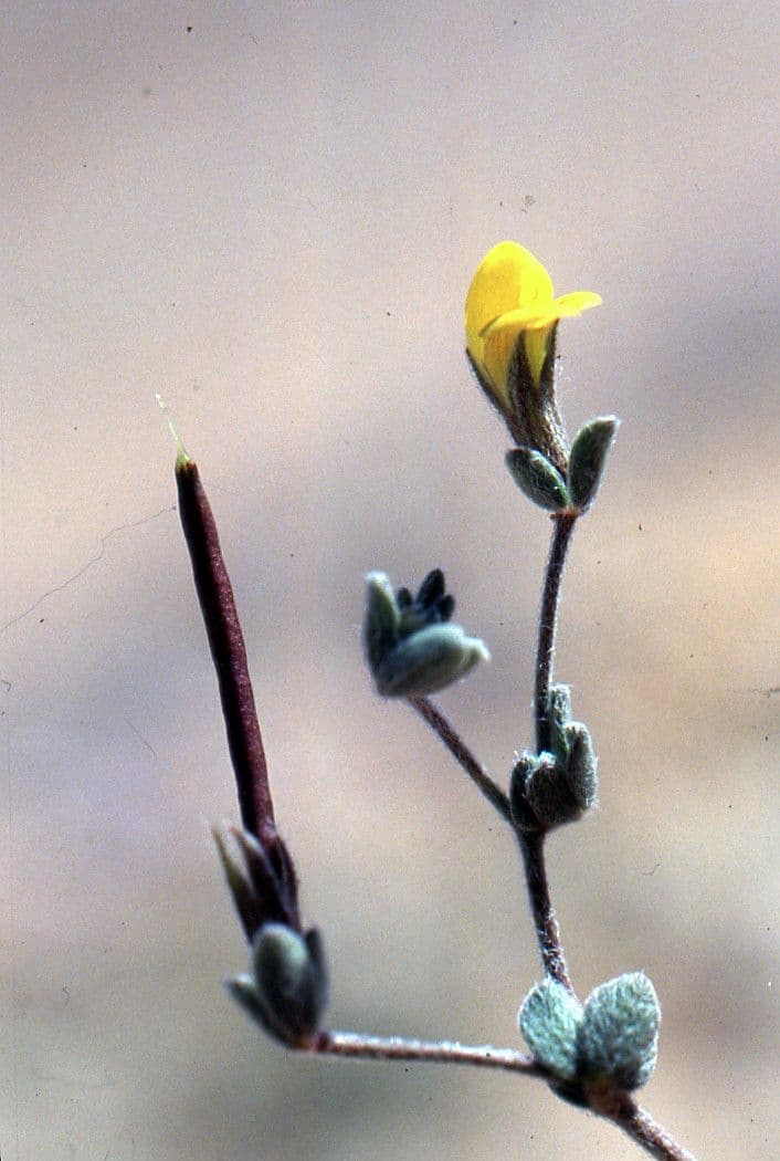Lotus 2