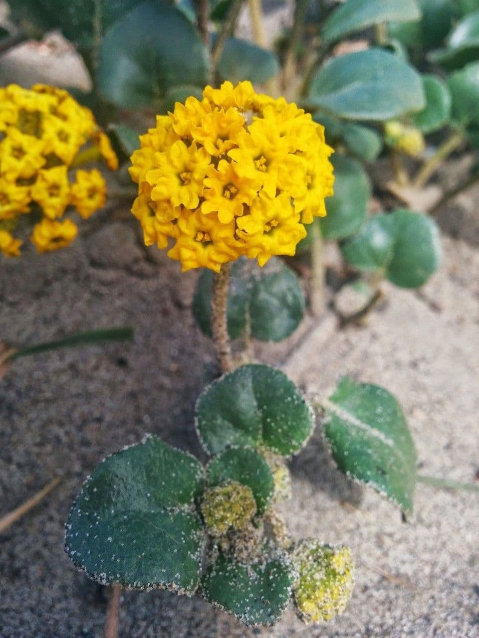 Abronia 10
