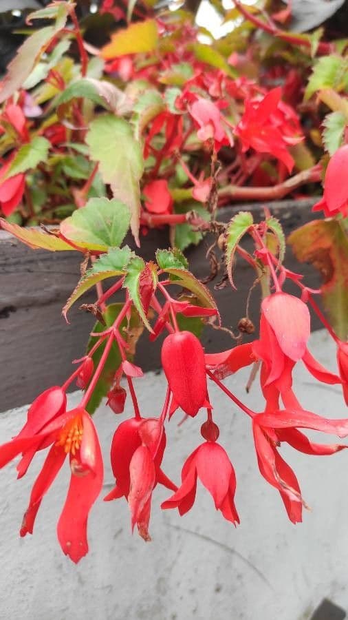 Begonia boliviana 6