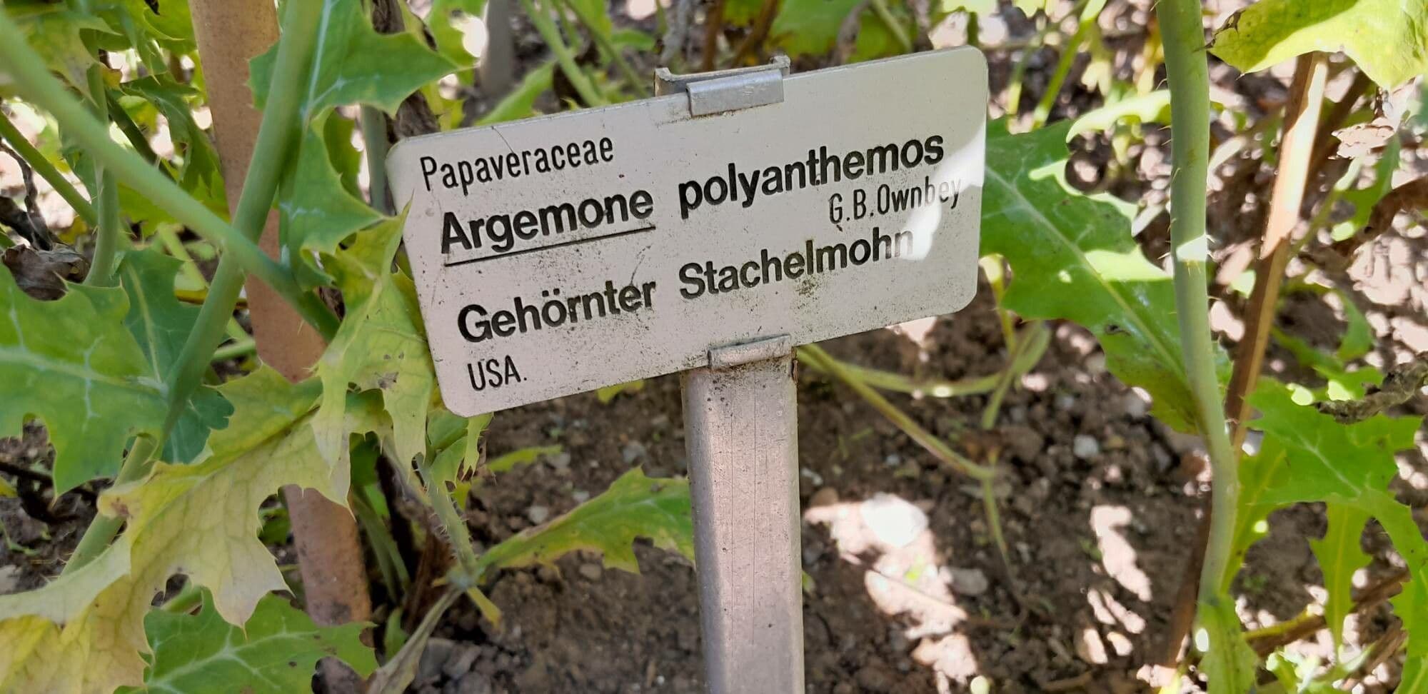 Argemone polyanthemos 7